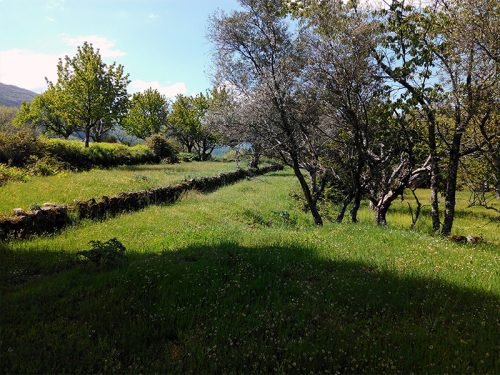 vahillos-1